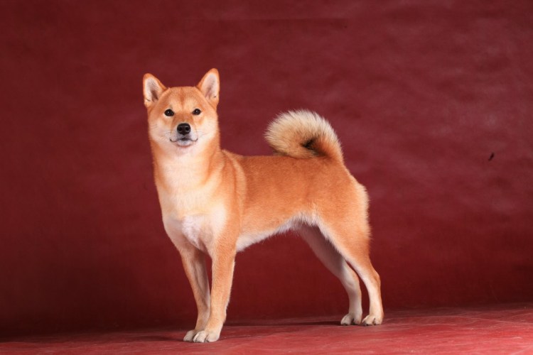 Маленькая сиба ину Лисичка