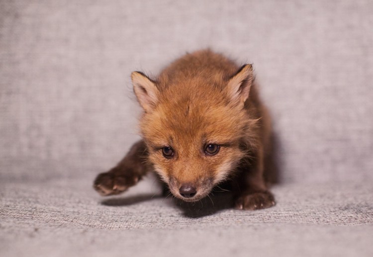 Лиса бастард