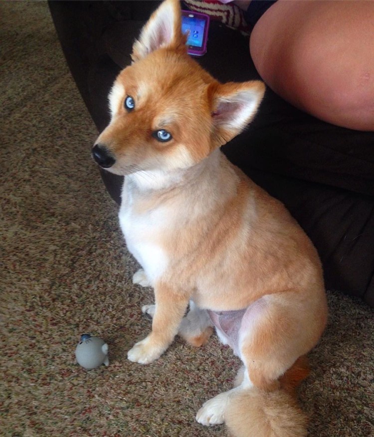 Собака похожая на лисичку маленькая