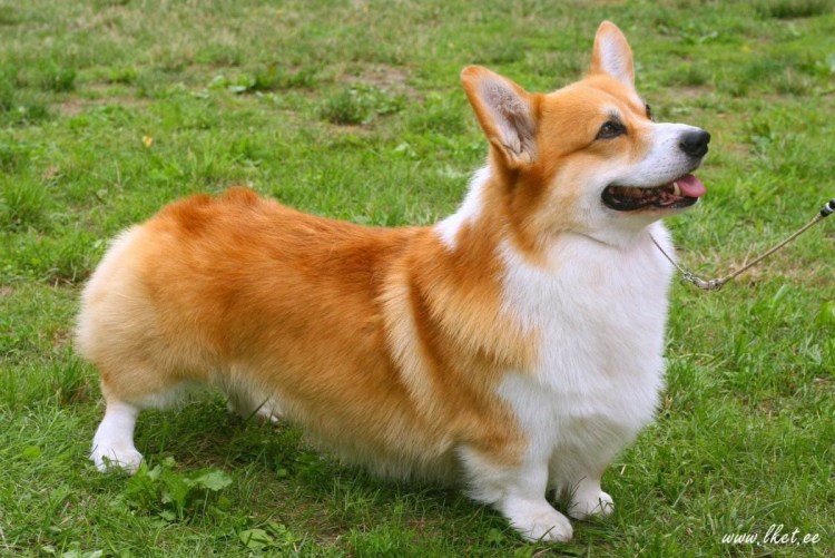 Вельш корги бобтейл