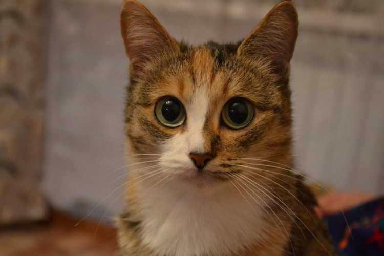 Кот грустные глазки