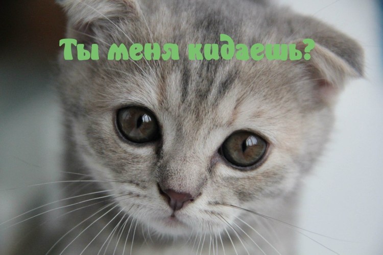 Котик с жалостливыми глазами