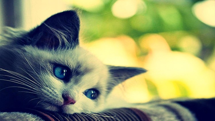 Грустная черная кошка