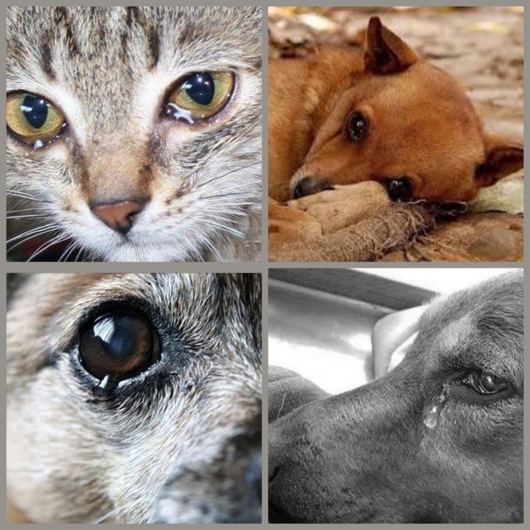 Котенок с большими глазами