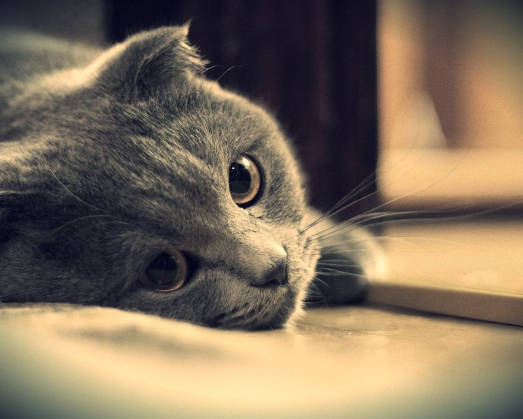 Кот с грустными глазами