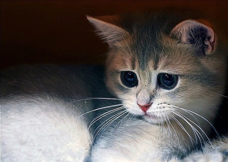 Грустный кот