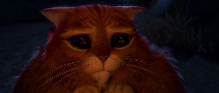 Бездомные кошки и собаки