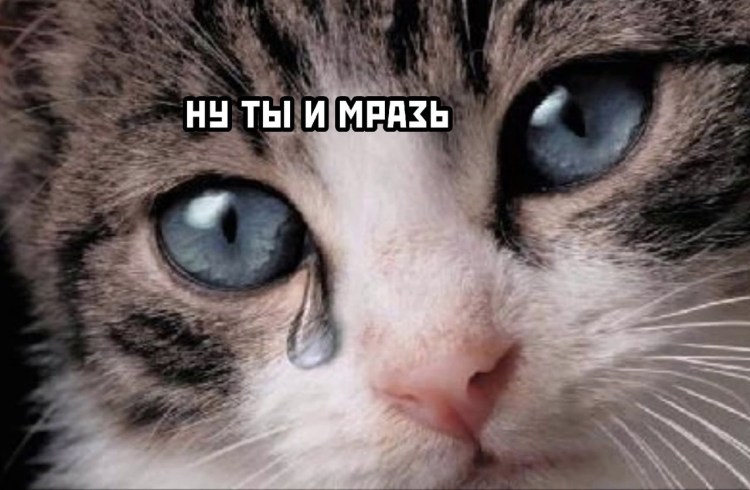 Расстроенный котик