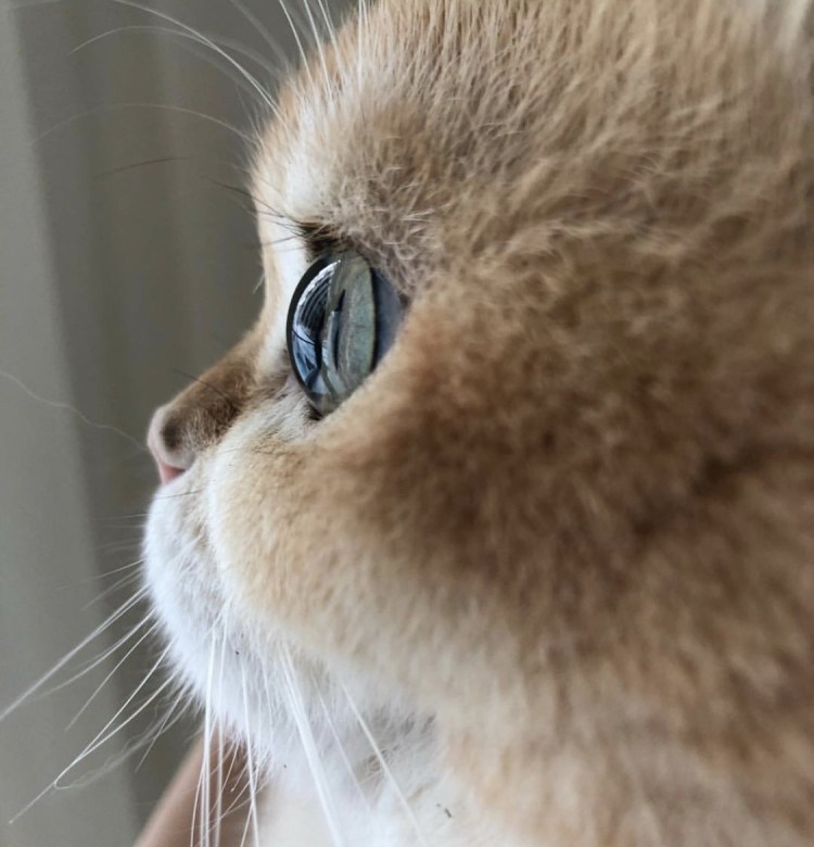 Котенок из Шрека с глазами