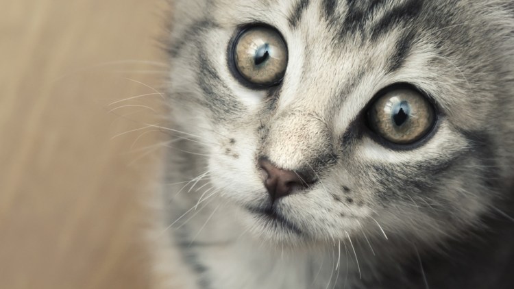 Милые кошачьи глаза