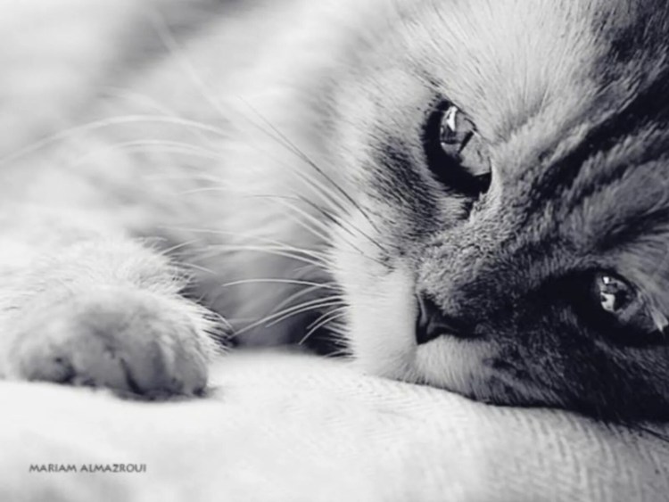 Кот из Шрека