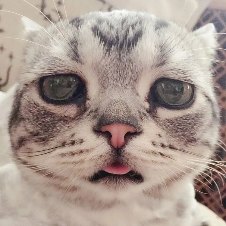 Кот Шрек глаза