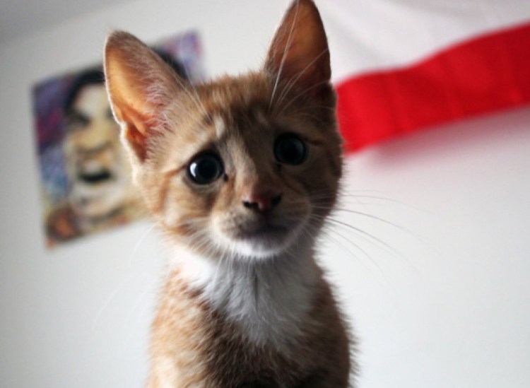 Жалобный котик