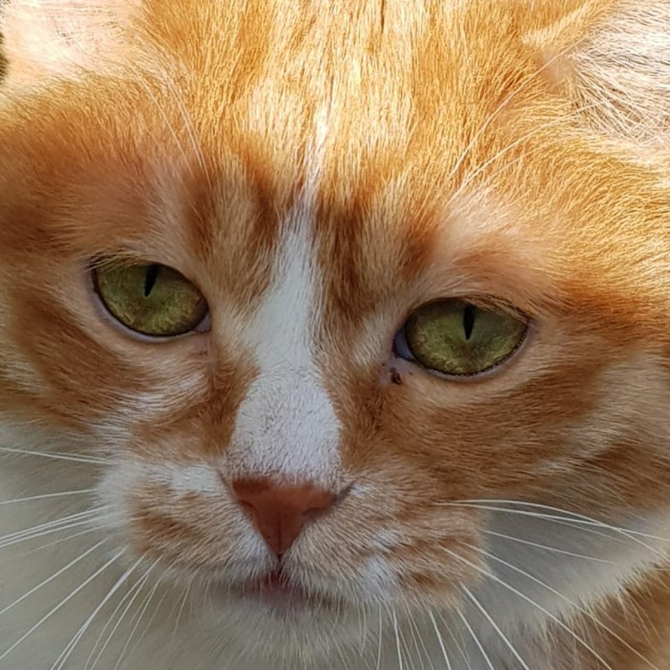 Милый котик