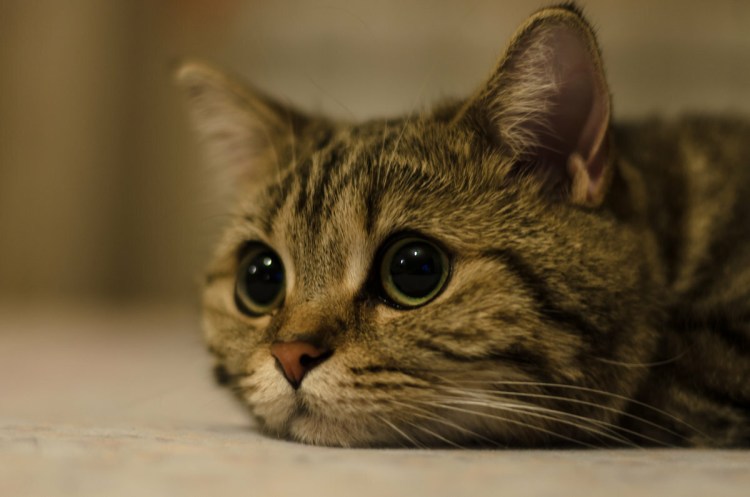 Печальный кот