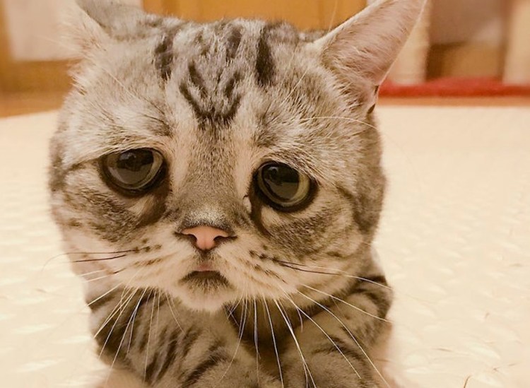Самый печальный кот