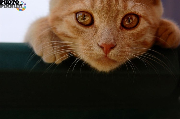 Плачущий кот