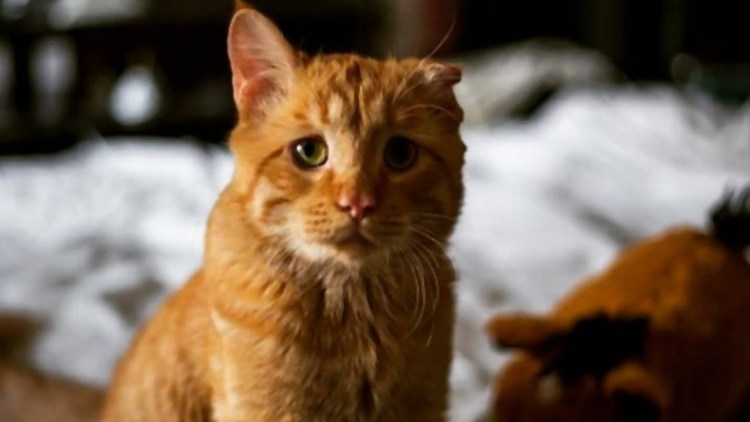 Шотландская вислоухая кошка