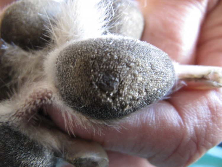 Гиперкератоз подушечек лап