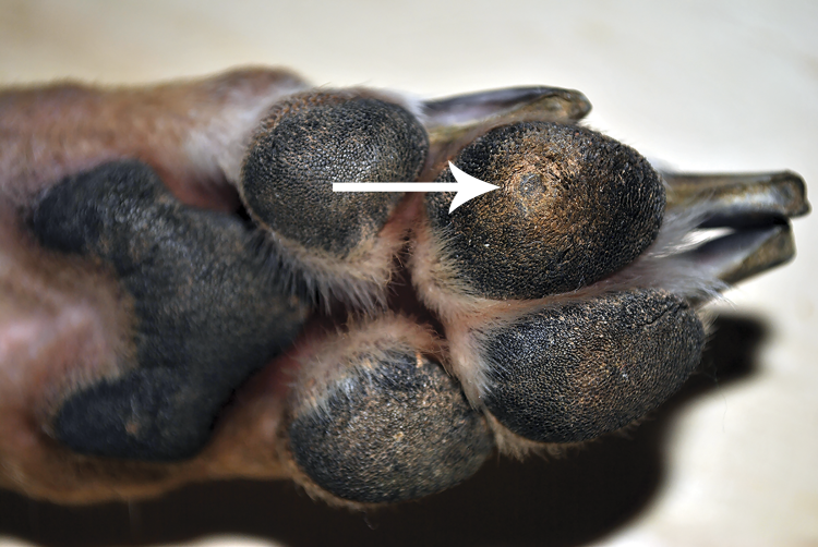 Папиллома на языке у собаки