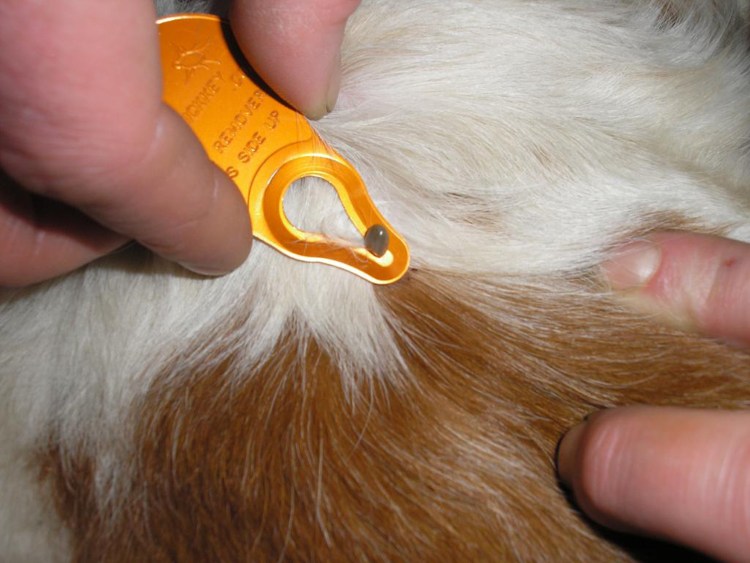 Отрубевидный собачий лишай