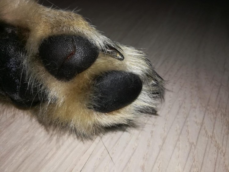 Ветеринар новообразование