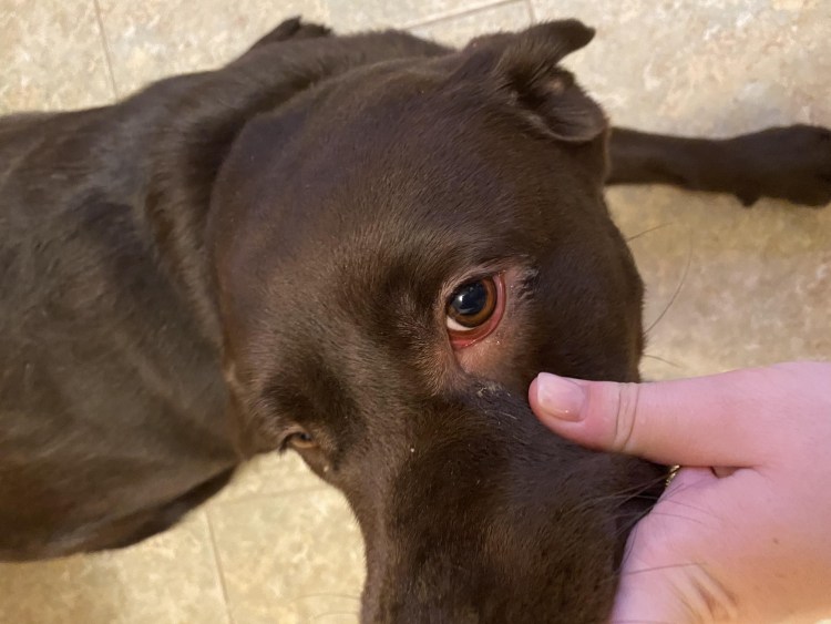 Воспаление подушечек лап