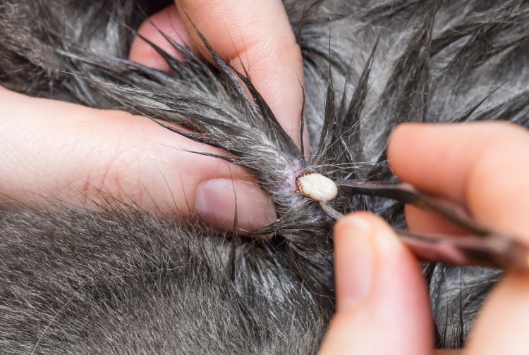 Кожные болезни у лабрадора