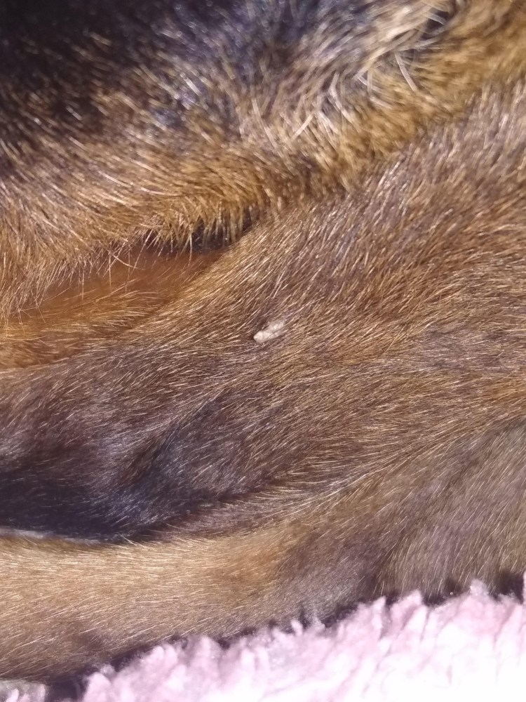 Папиллома у собаки на лапе