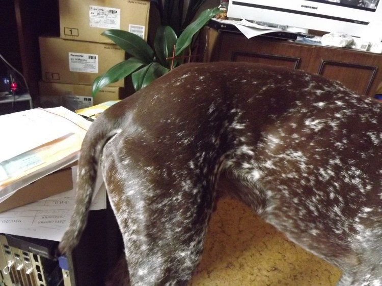 Опухоль на спине у собаки