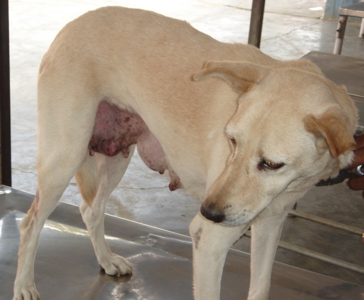 Аллергические шишки у собак