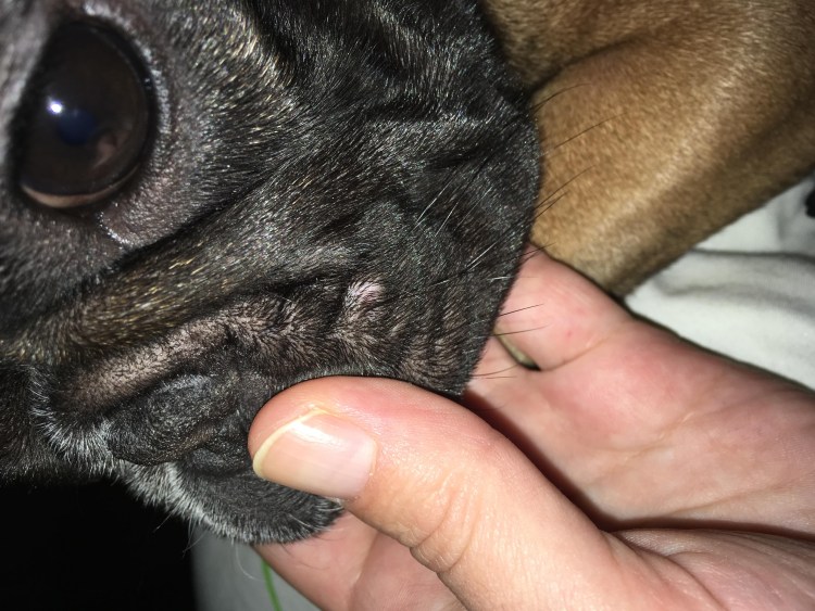 Бородавка у собаки на морде