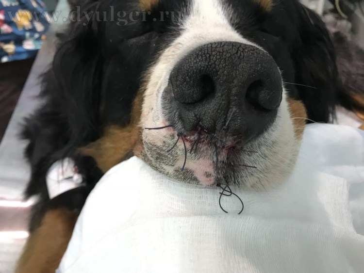 Микроспория (стригущий лишай) у собак