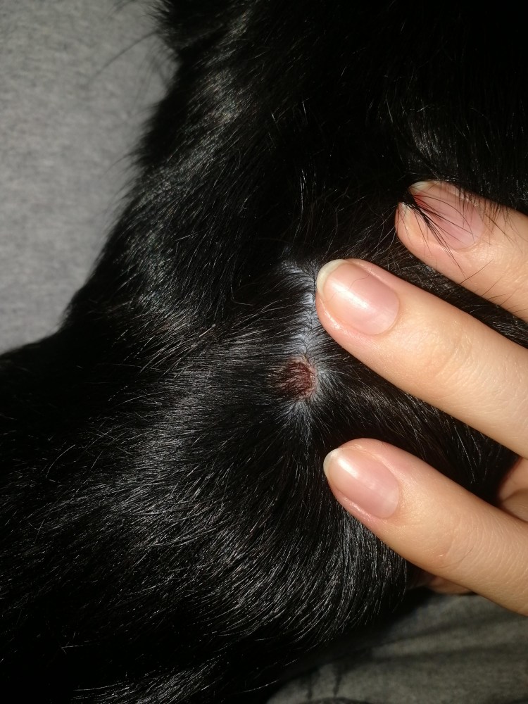 Новообразования у собак