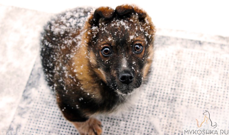 Кожные заболевания у кошек