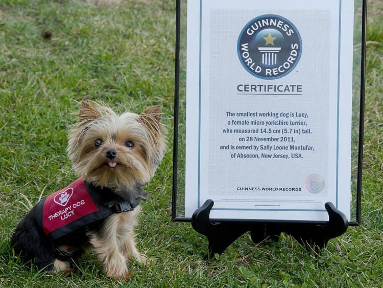 Самая маленькая собака в книге рекордов Гиннеса