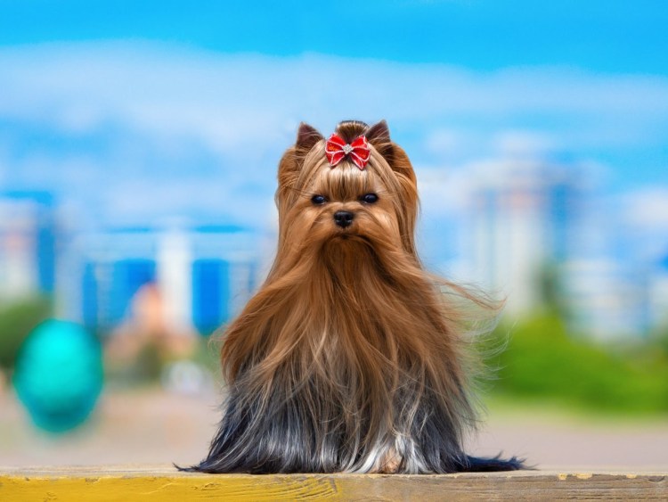 Йоркширский терьер самец