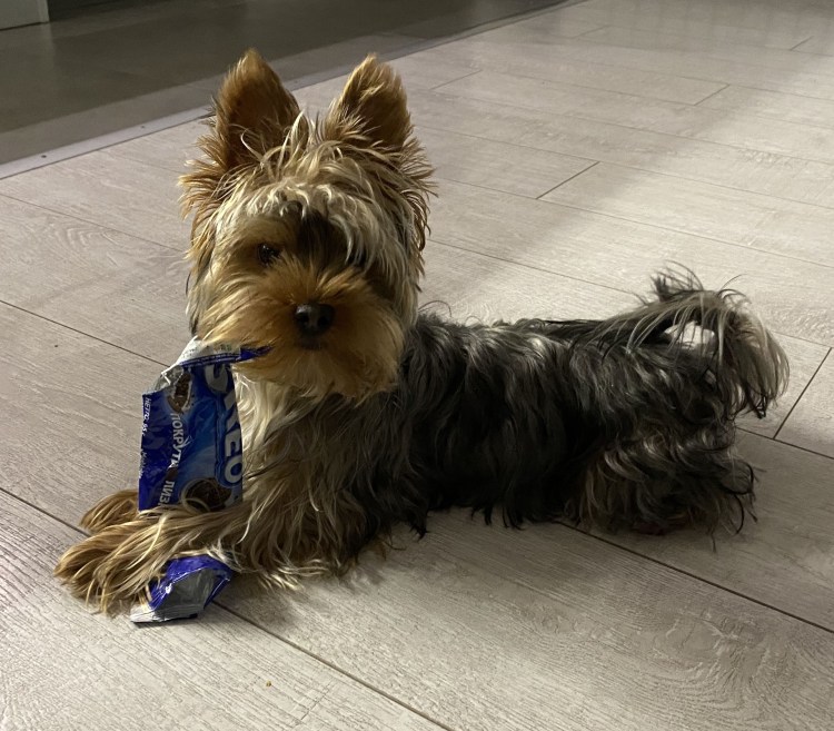 Йоркширский терьер стандарт