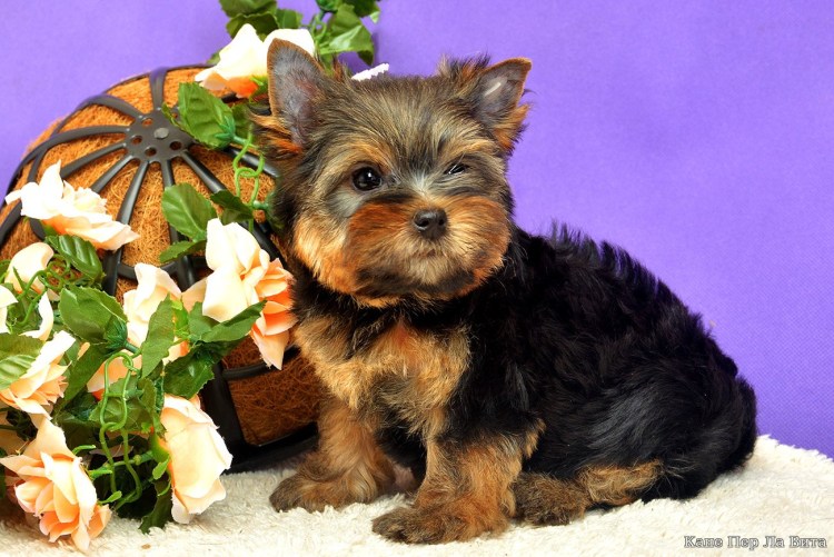 Йорк терьер большой