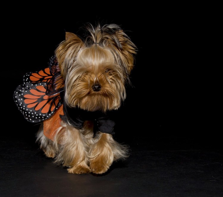 Йорк Сильвия