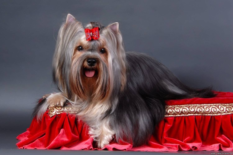 Выставочные бантики Йоркширский терьер выставочный