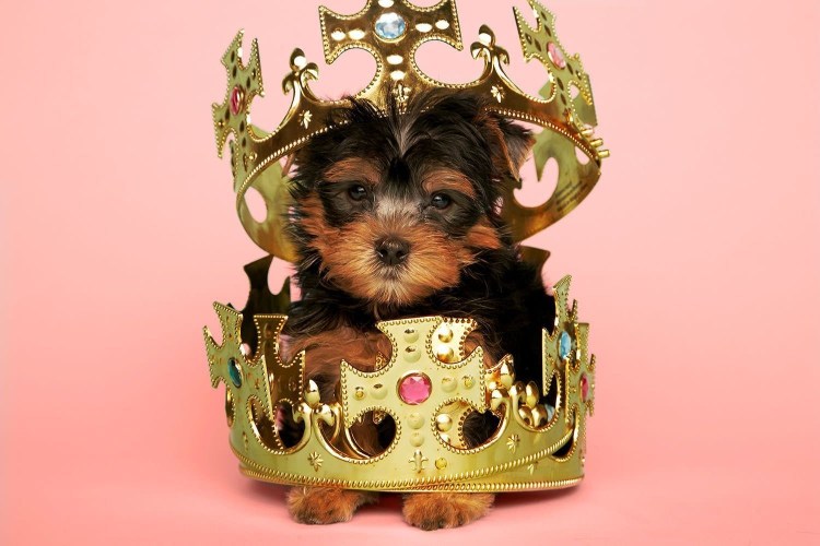 Йоркширский терьер