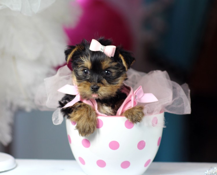 Йоркширский терьер Сильвия