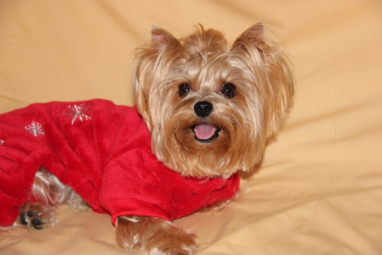 Стальной Йоркширский терьер