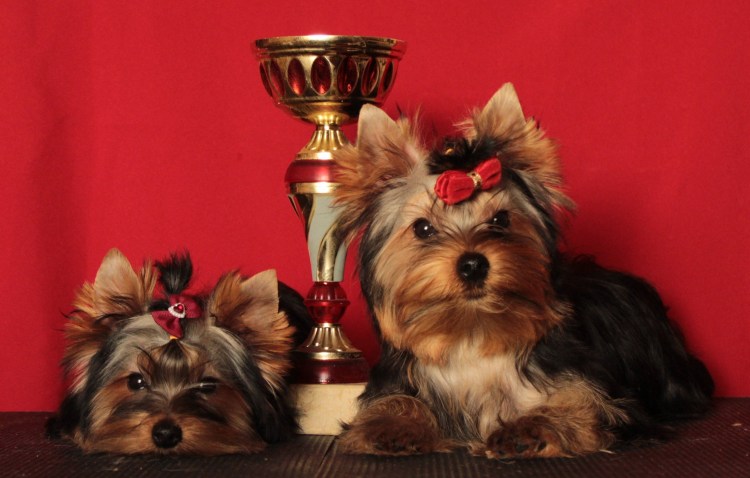 Йоркширский терьер большой стандарт
