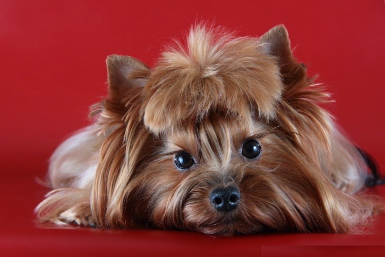 Йоркширский терьер