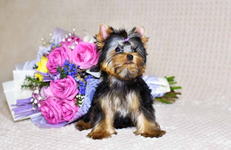 Йоркширский терьер большой