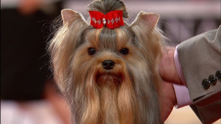 Лысый Йоркширский терьер