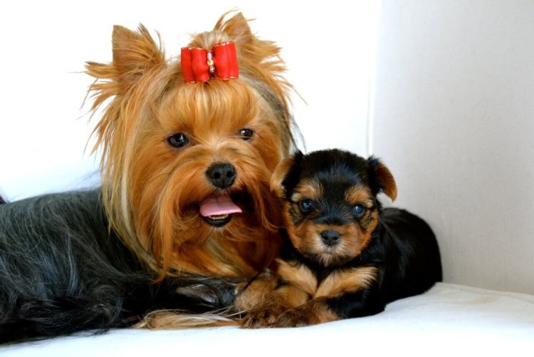 Йоркширский терьер