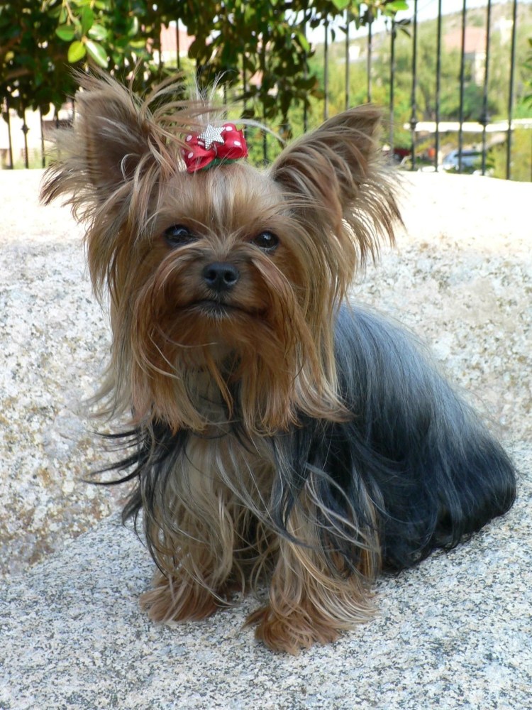 Йоркширский терьер во весь рост